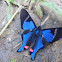 Blue Doctor  Rhetus periander