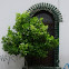 Citrus (Limonero o lima)