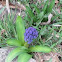 Hyacinth