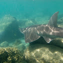 White spotted guitarfish