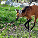 Maned Wolf