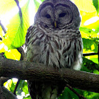 Barred Owl