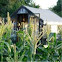 Maíz, Corn