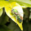 Halictid Bee