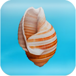 Cheeky Conch Shell (Oracle) Apk