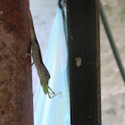 Anole