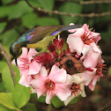 Brown-throated Sunbird