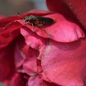 Mydas Fly