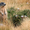 Alpine marmot
