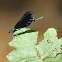 ebony jewelwing  male