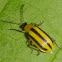 Striped Cucumber Beetle