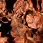 Coreus marginatus