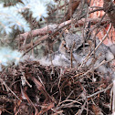 Great Horned Owl (Female)