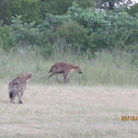 Hyenas