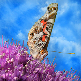 A Global Drink by Corinne Noon - Animals Insects & Spiders ( globe thistle, painted lady, wildlife, insects )