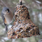 Tufted Titmouse