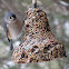 Tufted Titmouse