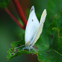 Cabbage White