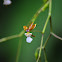 Orquidea