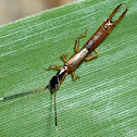 Earwig