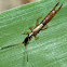 Earwig