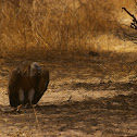 Eurasian Griffon