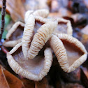 Oak-loving Collybia