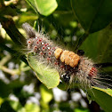 Unknown tussock moth pupa