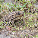 Cane Toad
