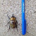 Eastern Hercules Beetle