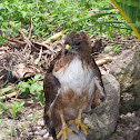 Hawk