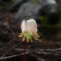 Menzie's Pipsissewa