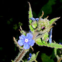 Large blue alkanet,Anchusa