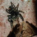 Bold jumping spider vs. moth