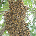 Honey Bees