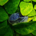 Butterfly pea