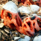 Latticed Stinkhorn