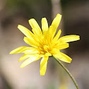 Yam Daisy