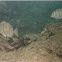 convict tang