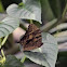evening brown