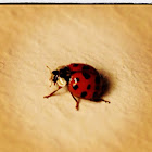 Harlequin ladybird, Asian lady beetle or Japanese ladybug