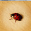 Harlequin ladybird, Asian lady beetle or Japanese ladybug