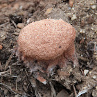 Slime mould