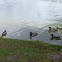 Mallard Ducks