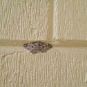Canadian Melanolophia