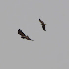 Eagle