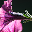 Petunia