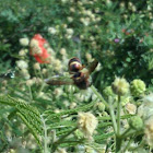 Paper wasp
