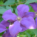 Clematis