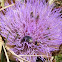 Artichoke flower